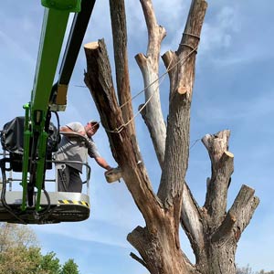 Rick's Tree Service